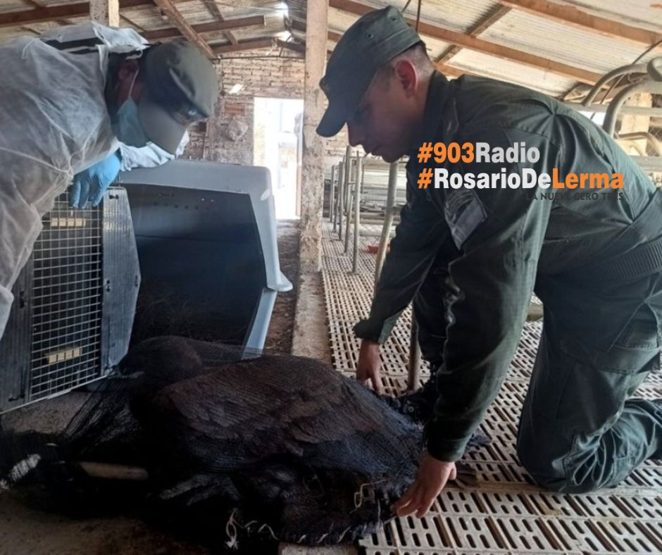 Gendarmería. Rescataron un pichon de cóndor andino en el Encón Grande.